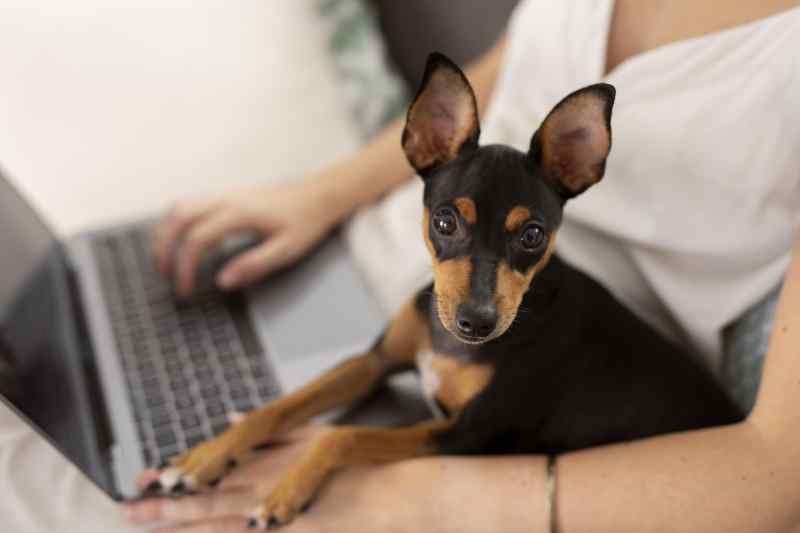 Person Working From Home With Pet Dog