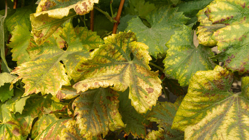 1753708114 7utt2wots Md