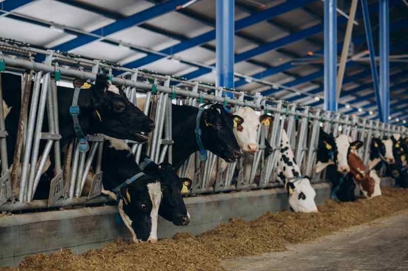 Cow Bulls Cowshed Farm