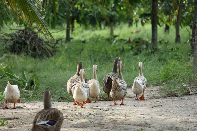 Ducks 4230463 1280