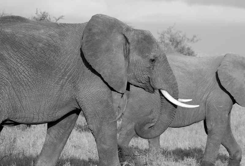 Elephant 402517 1280
