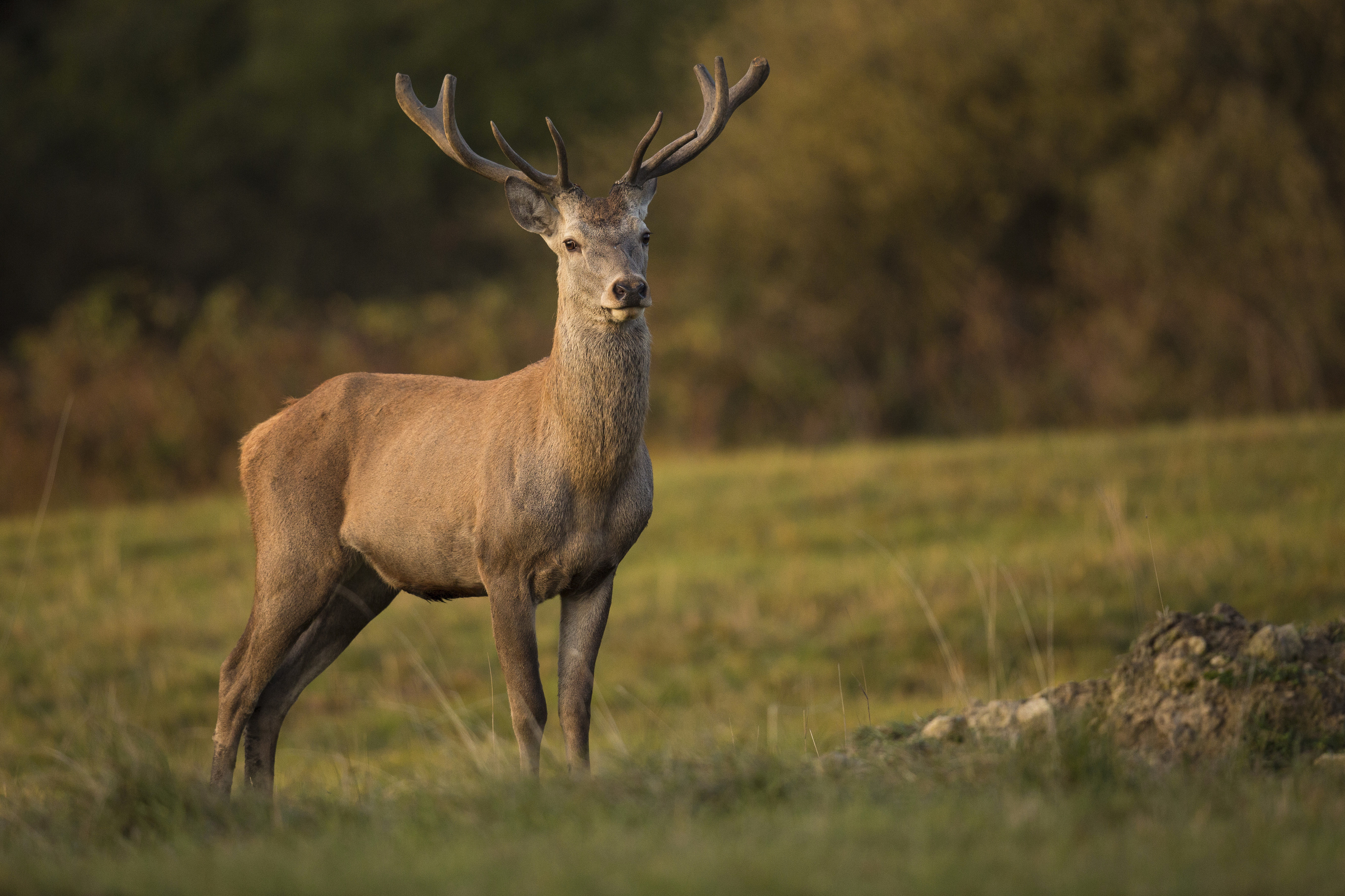 Red Deer Nature Habitat Deer Rut European Wildlife 1